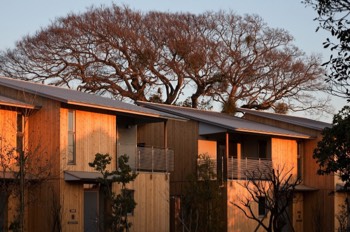  Wood cladding detail with a preserved tree on the background 